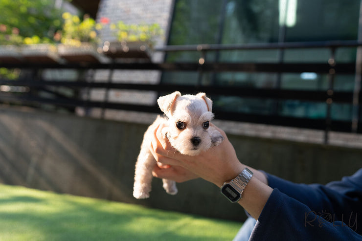 Rolly Teacup Puppies (Purchased by Chu) JASPER - Mauzer. M.