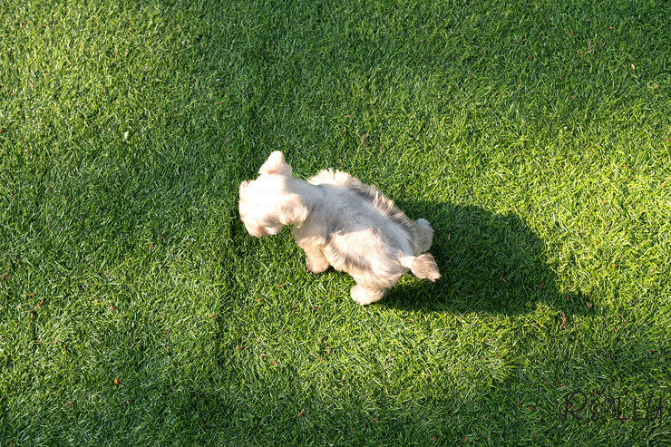 Rolly Teacup Puppies (Purchased by Chu) JASPER - Mauzer. M.