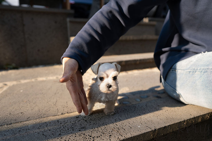Rolly Teacup Puppies (Purchased by Chu) JASPER - Mauzer. M.