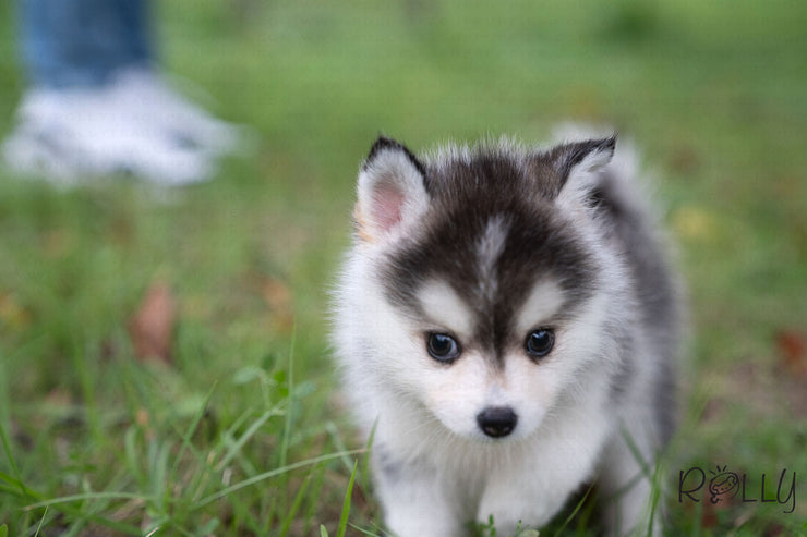 Rolly Teacup Puppies (Purchased by David) Jasper - Pomsky. M.
