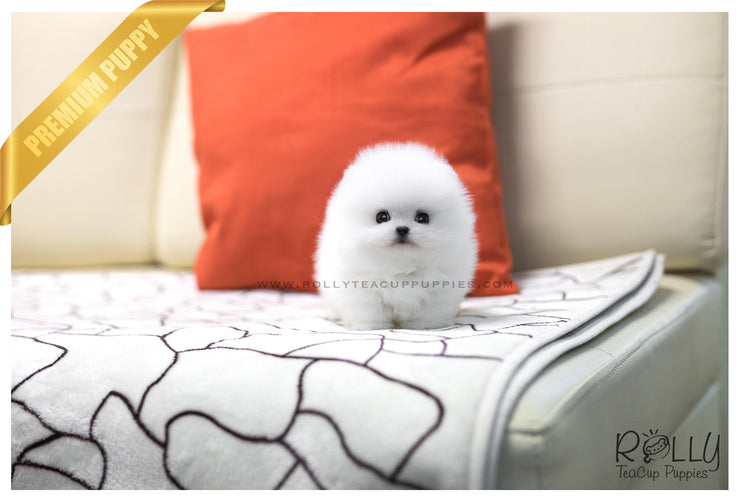 Rolly Teacup Puppies (SOLD to Qing) Jay - Pomeranian. M.