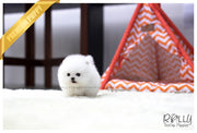 Rolly Teacup Puppies (SOLD to Qing) Jay - Pomeranian. M.