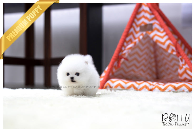 Rolly Teacup Puppies (SOLD to Qing) Jay - Pomeranian. M.