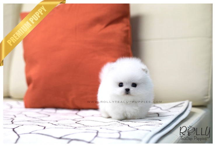 Rolly Teacup Puppies (SOLD to Qing) Jay - Pomeranian. M.