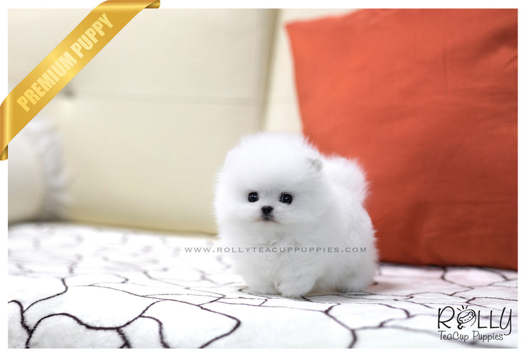 Rolly Teacup Puppies (SOLD to Qing) Jay - Pomeranian. M.