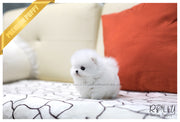Rolly Teacup Puppies (SOLD to Qing) Jay - Pomeranian. M.