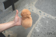 Rolly Teacup Puppies (Purchased by Bianca) Jello - Poodle. F.