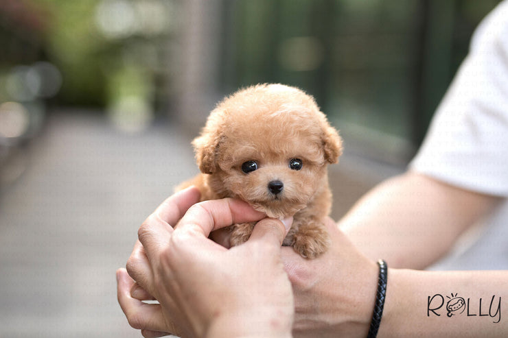 Rolly Teacup Puppies (Purchased by Bianca) Jello - Poodle. F.