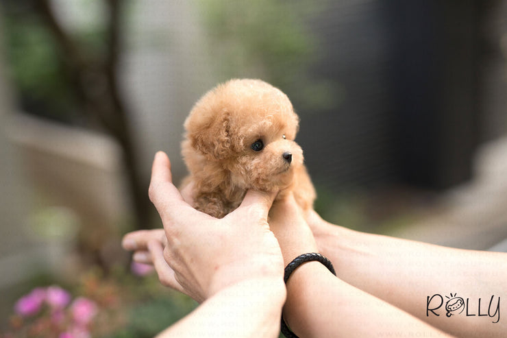 Rolly Teacup Puppies (Purchased by Bianca) Jello - Poodle. F.
