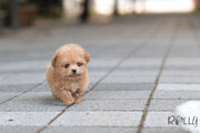 Rolly Teacup Puppies (Purchased by Bianca) Jello - Poodle. F.