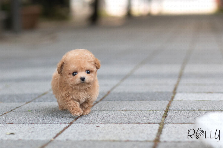 Rolly Teacup Puppies (Purchased by Bianca) Jello - Poodle. F.