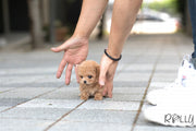 Rolly Teacup Puppies (Purchased by Bianca) Jello - Poodle. F.