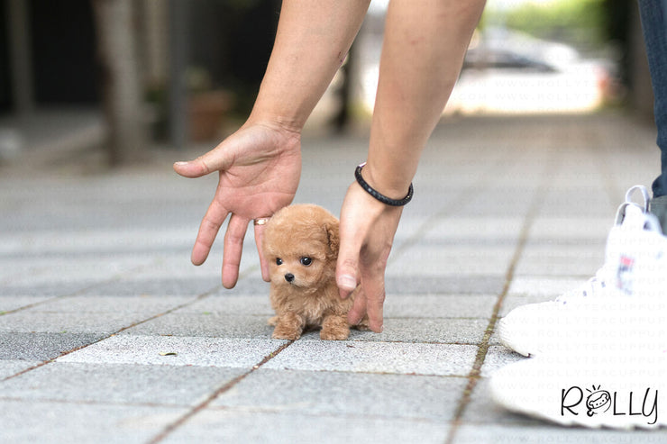 Rolly Teacup Puppies (Purchased by Bianca) Jello - Poodle. F.