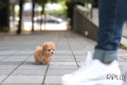 Rolly Teacup Puppies (Purchased by Bianca) Jello - Poodle. F.