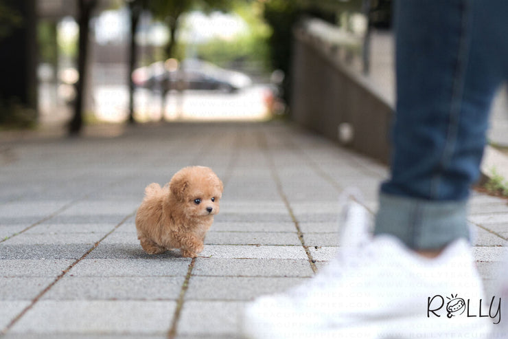 Rolly Teacup Puppies (Purchased by Bianca) Jello - Poodle. F.