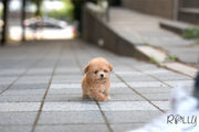 Rolly Teacup Puppies (Purchased by Bianca) Jello - Poodle. F.