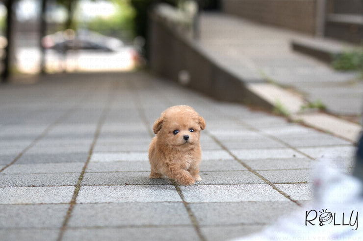 Rolly Teacup Puppies (Purchased by Bianca) Jello - Poodle. F.