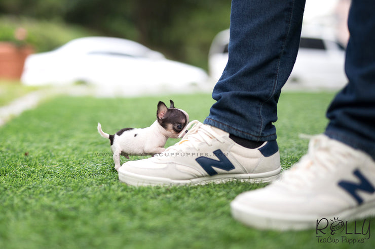 Rolly Teacup Puppies (SOLD to Davis) Jojo - Chihuahua. M.