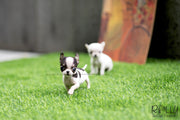 Rolly Teacup Puppies (SOLD to Davis) Jojo - Chihuahua. M.
