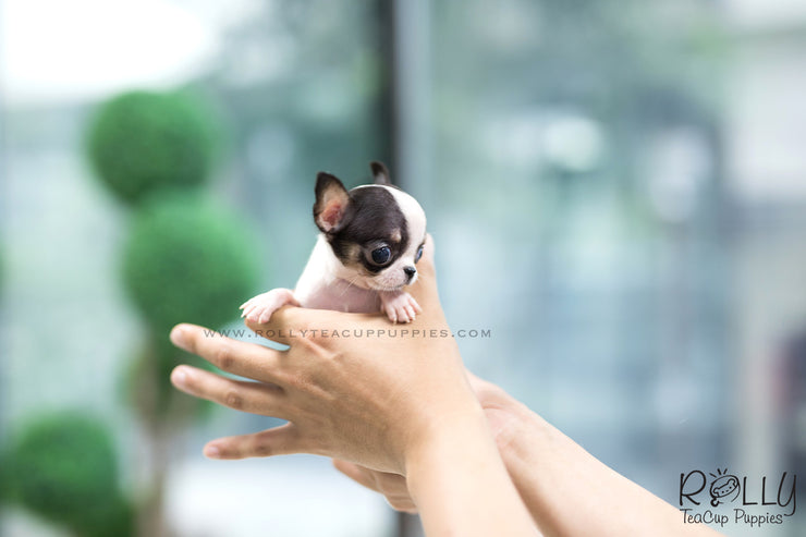 Rolly Teacup Puppies (SOLD to Davis) Jojo - Chihuahua. M.