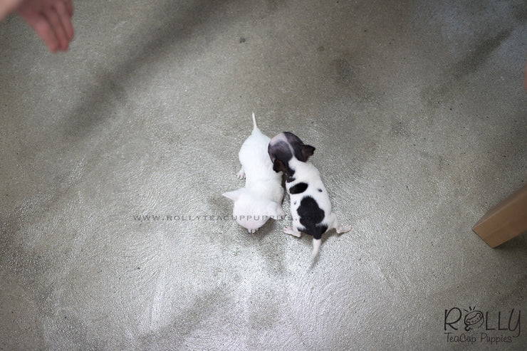 Rolly Teacup Puppies (SOLD to Davis) Jojo - Chihuahua. M.