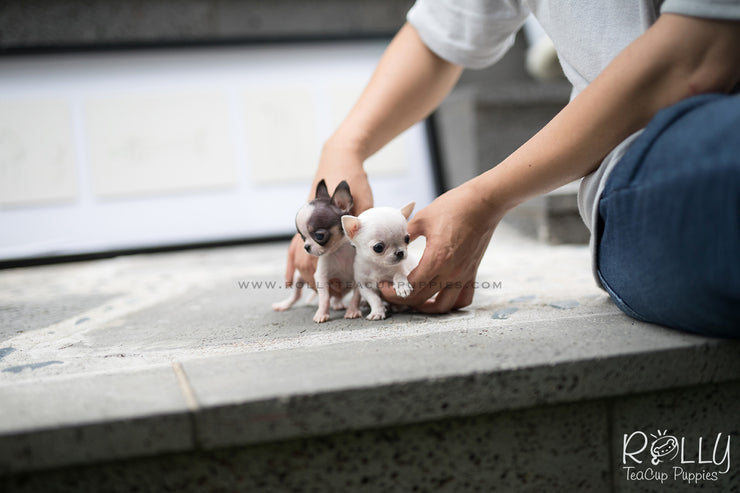 Rolly Teacup Puppies (SOLD to Davis) Jojo - Chihuahua. M.