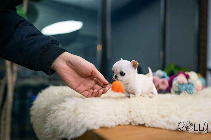 Rolly Teacup Puppies (Purchased by SANTA) Joy - Chihuahua. F.