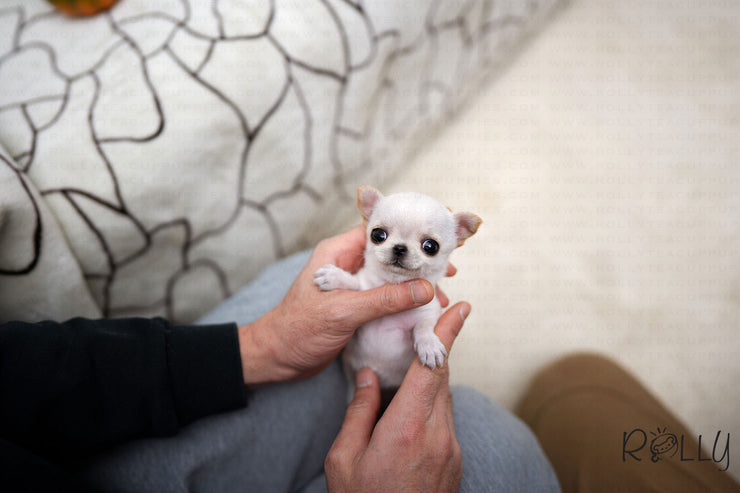 Rolly Teacup Puppies (Purchased by SANTA) Joy - Chihuahua. F.