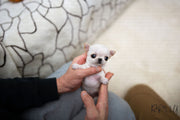 Rolly Teacup Puppies (Purchased by SANTA) Joy - Chihuahua. F.