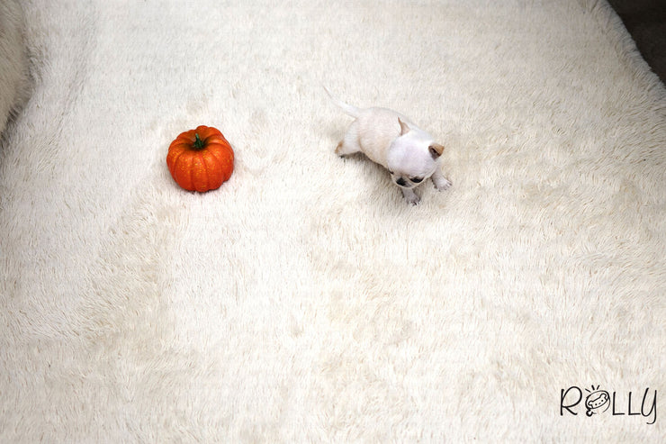 Rolly Teacup Puppies (Purchased by SANTA) Joy - Chihuahua. F.