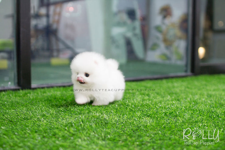 Rolly Teacup Puppies (SOLD to Espinosa) Junior - Pomeranian. M.