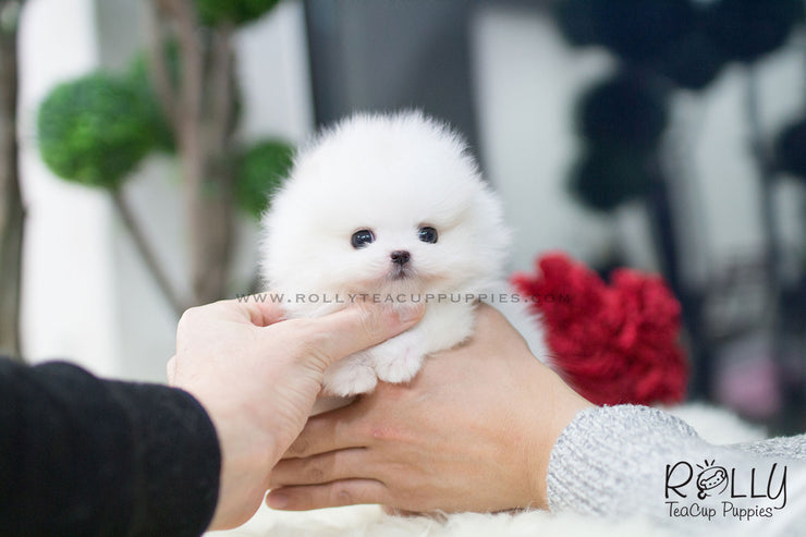 Rolly Teacup Puppies (SOLD to Espinosa) Junior - Pomeranian. M.