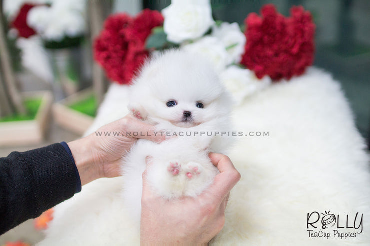 Rolly Teacup Puppies (SOLD to Espinosa) Junior - Pomeranian. M.