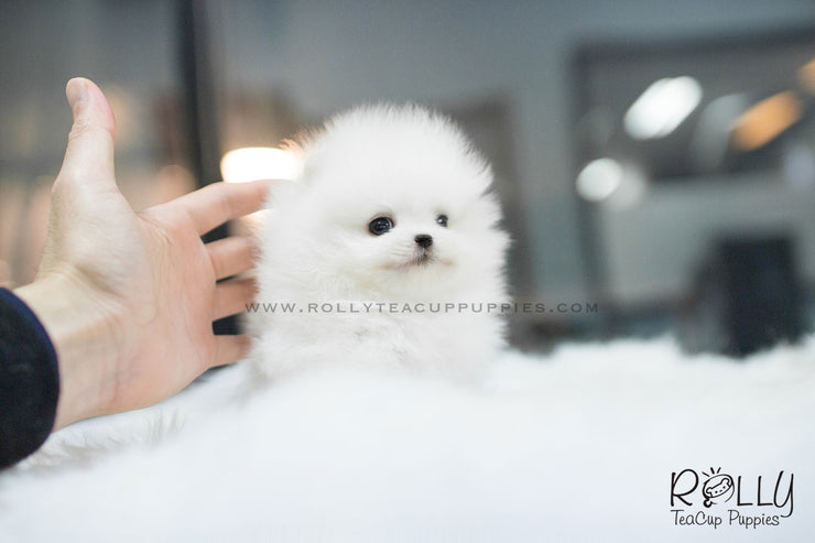 Rolly Teacup Puppies (SOLD to Espinosa) Junior - Pomeranian. M.