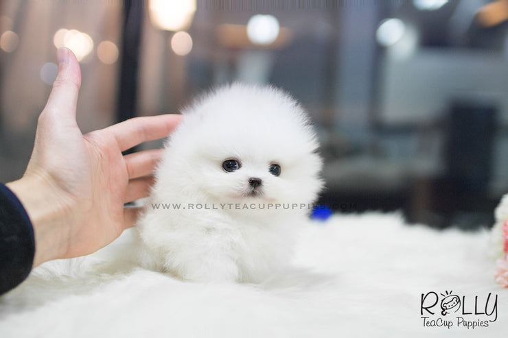 Rolly Teacup Puppies (SOLD to Espinosa) Junior - Pomeranian. M.
