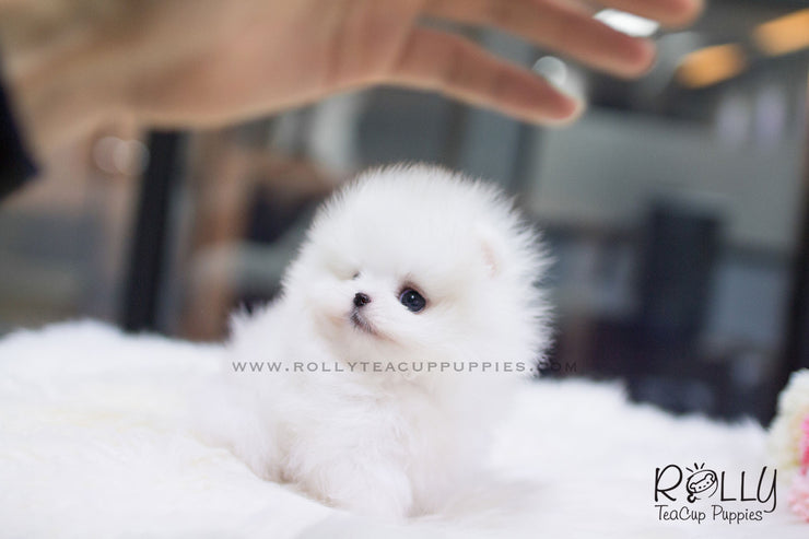Rolly Teacup Puppies (SOLD to Espinosa) Junior - Pomeranian. M.