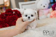 Rolly Teacup Puppies Julie - Maltese.