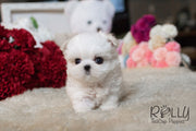 Rolly Teacup Puppies Julie - Maltese.