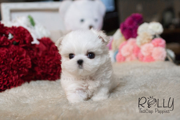 Rolly Teacup Puppies Julie - Maltese.