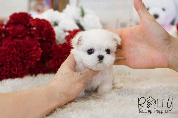 Rolly Teacup Puppies Julie - Maltese.