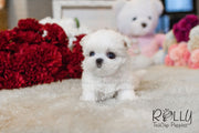 Rolly Teacup Puppies Julie - Maltese.