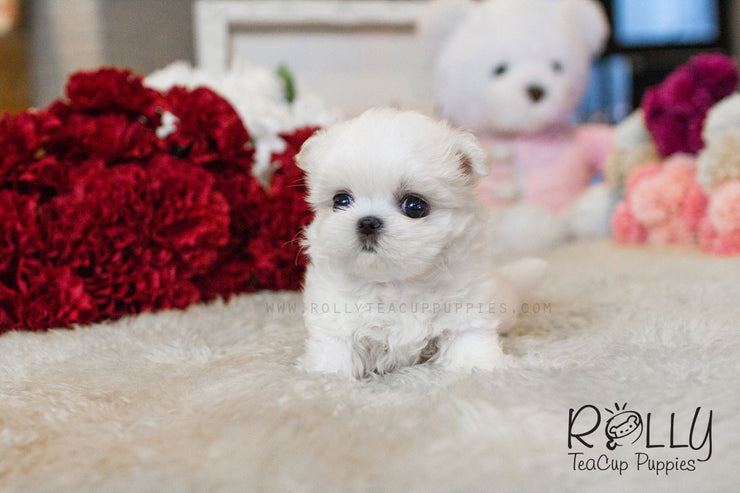 Rolly Teacup Puppies Julie - Maltese.
