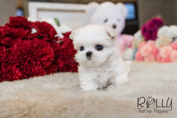 Rolly Teacup Puppies Julie - Maltese.