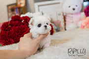 Rolly Teacup Puppies Julie - Maltese.