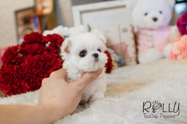 Rolly Teacup Puppies Julie - Maltese.