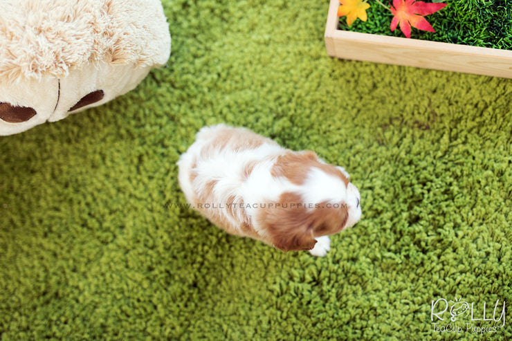 Rolly Teacup Puppies (SOLD to Walter) Coco - King Charles Jr. F.