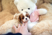 Rolly Teacup Puppies (SOLD to Walter) Coco - King Charles Jr. F.