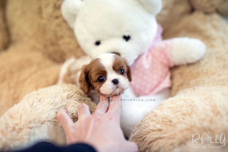 Rolly Teacup Puppies (SOLD to Walter) Coco - King Charles Jr. F.