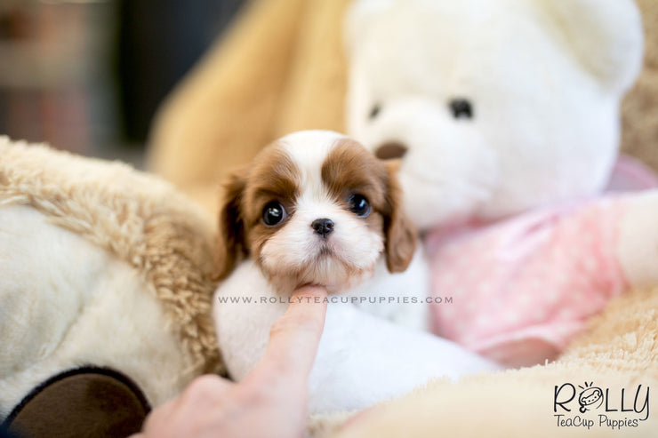 Rolly Teacup Puppies (SOLD to Walter) Coco - King Charles Jr. F.