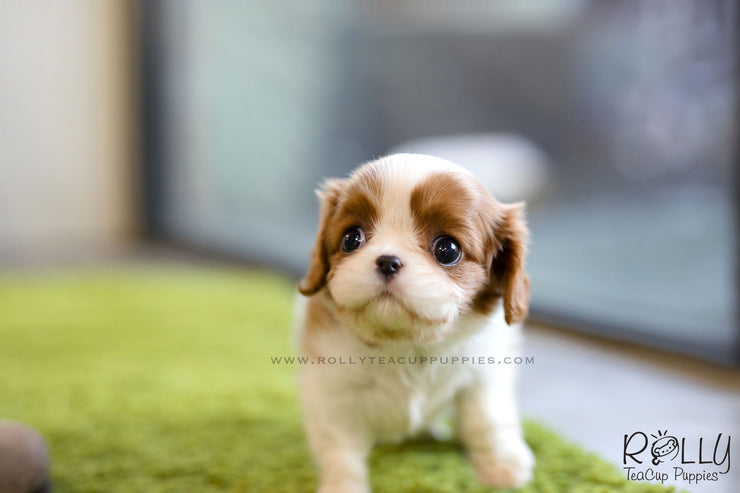 Rolly Teacup Puppies (SOLD to Walter) Coco - King Charles Jr. F.